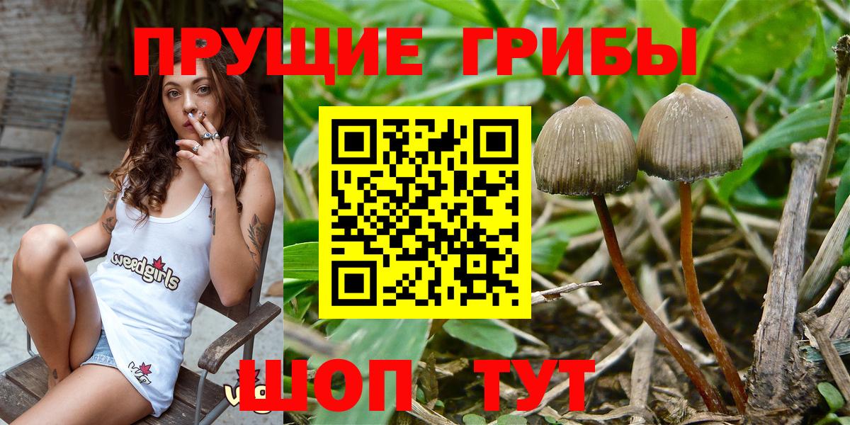 Псилоцибиновые грибы ЛСД  Псилоцибиновые грибы Psilocybine cubensis  Александров  Вход с VPN 